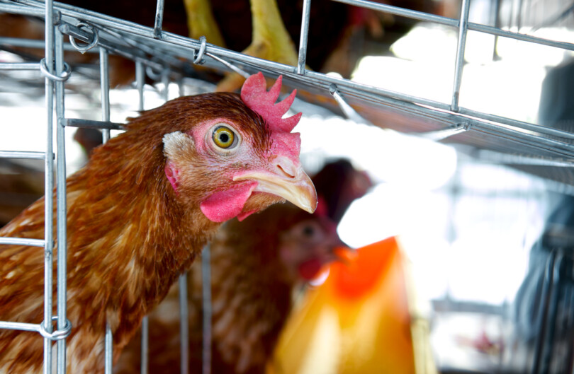 Käfighaltung wärend der Gefluegelpest/Vogelgrippe/H5N8