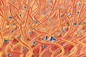 Durch Bordetella Pertussis wir die schwere Infektionskrankheit der Atemwege Keuchhusten ausgelöst.