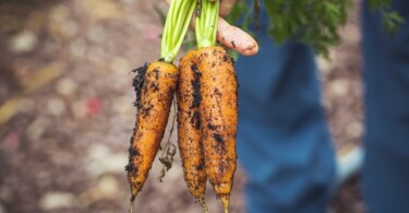 Bio-Ernährung