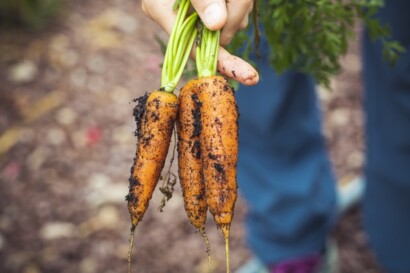 Bio-Ernährung