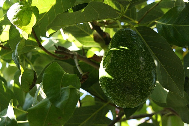 Avocado - Trendfrucht und Allrounder