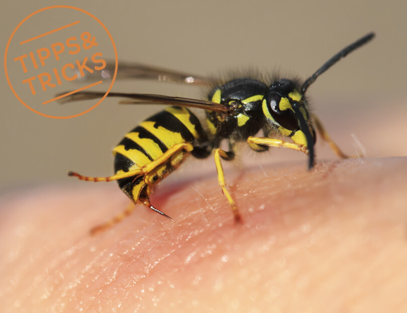 Monats-Trend - Insektenstich richtig behandeln