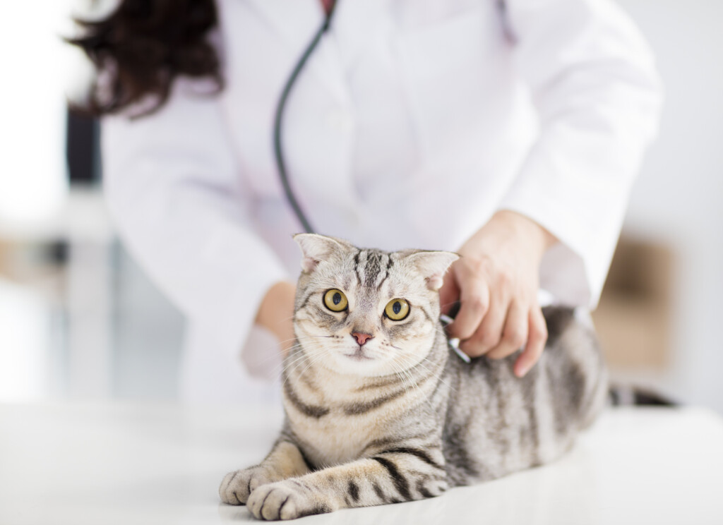 Homöopathie für Tiere – Untersuchung Katze
