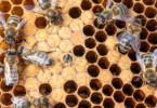Propolis bei Erkältungen