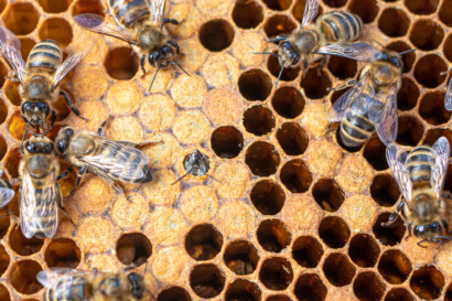 Propolis bei Erkältungen
