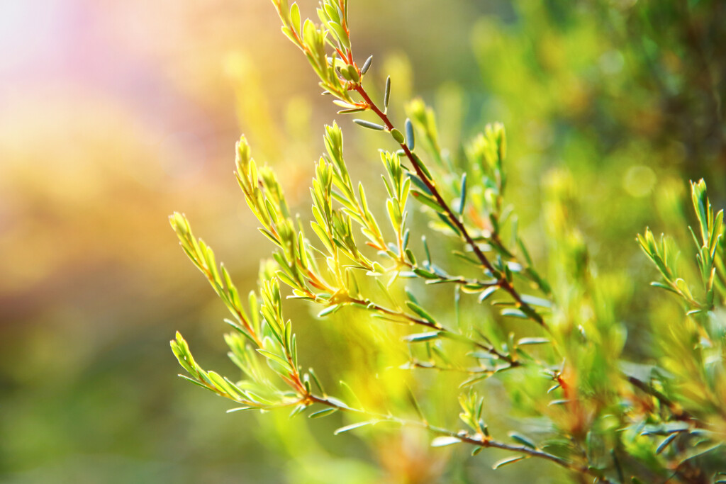 Melaleuca alternifolia Pflanze - Teebaum